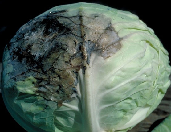 mucous cabbage bacteriosis