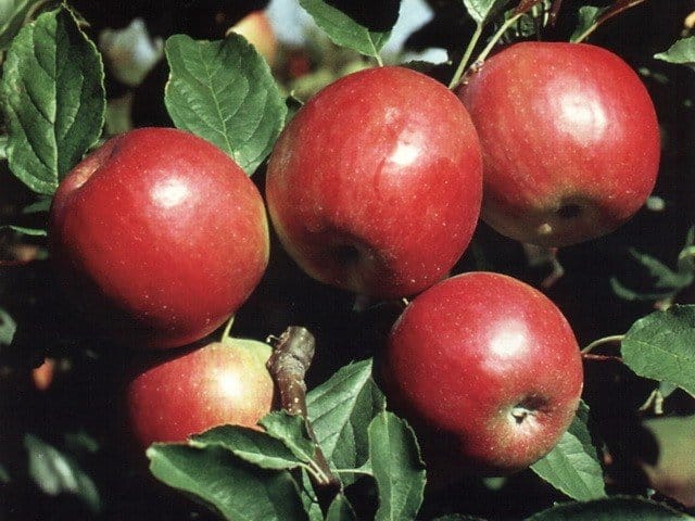 Apfelbaum früh rot