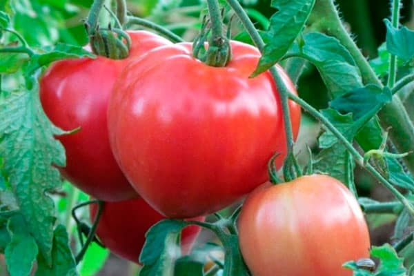 tomato bushes Juliet 