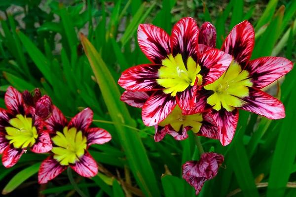 schöne Blumen 