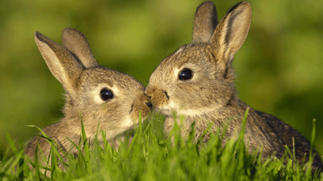 páření králíků