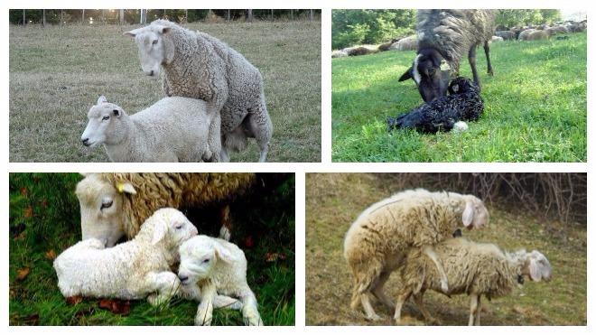 sheep mating