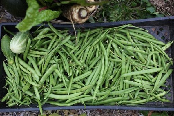 fertilizantes nitrogenados