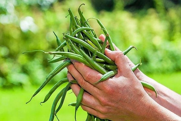 los jardineros prefieren