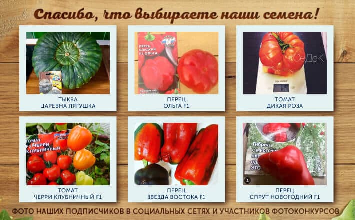 sedekah продукти