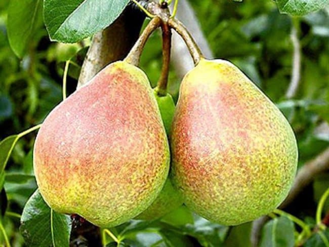 Bere Moscow pear