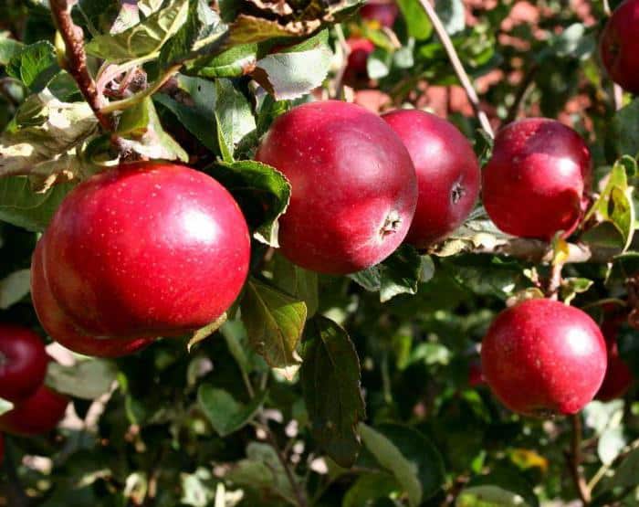 Apfelbaum früh rot