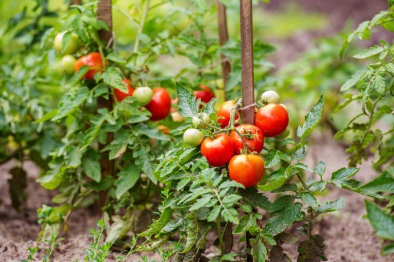 Fungizide für Tomaten 