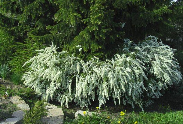 spirea v zahradě