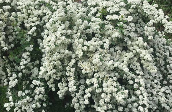 fleurs blanches