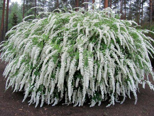 Spiraea Compacta