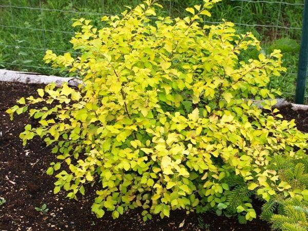 Spiraea îngălbenită