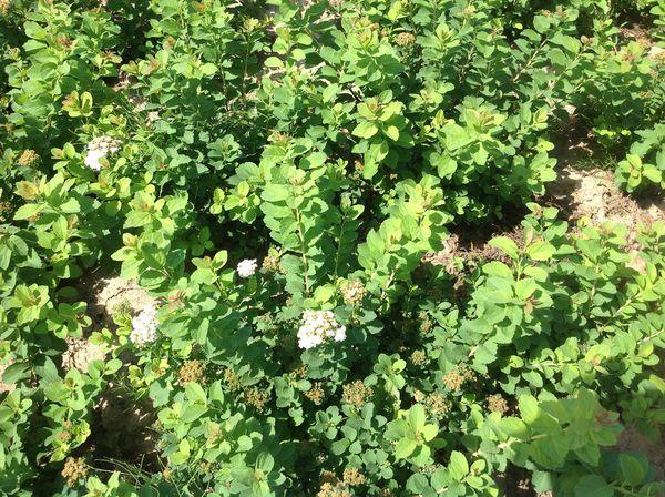 Tufa de Spiraea