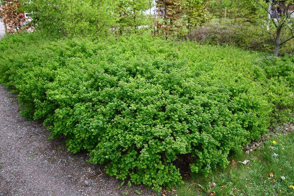 spirea v lese