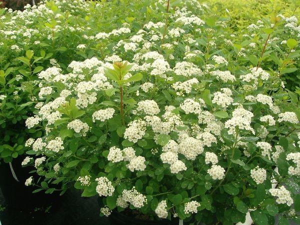 Spiraea çiçekli