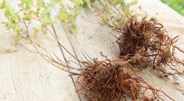 spirea förökning