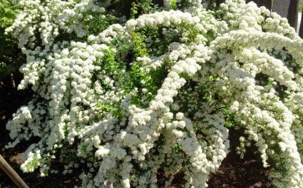 spirea květ