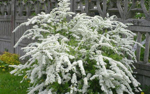 spirea blanca