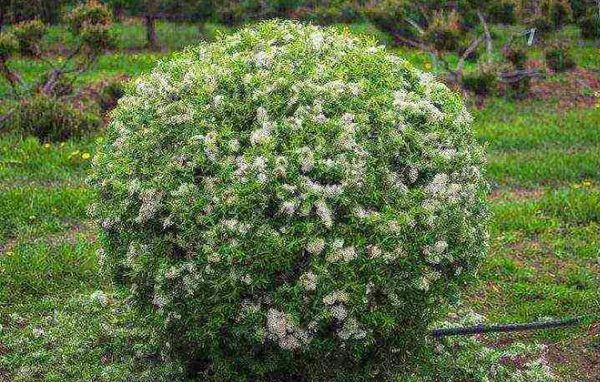 Spiraea keř