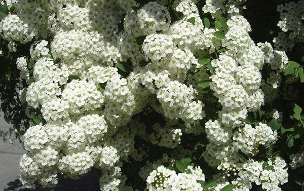 spirea blommor