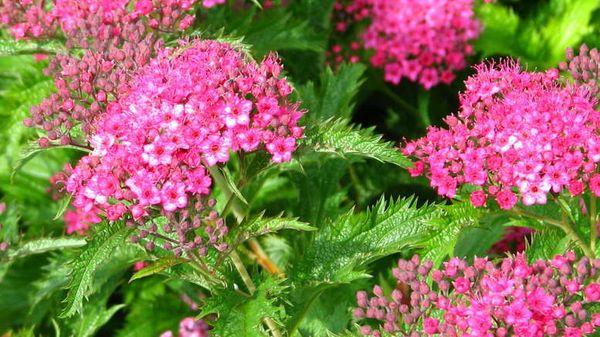 spirea knoppar