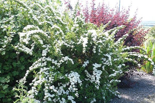 Spiraea Snowound