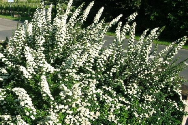 arbuste à fleurs 