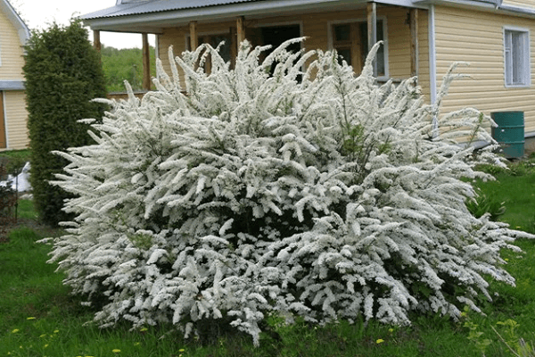 spirea sa Siberia