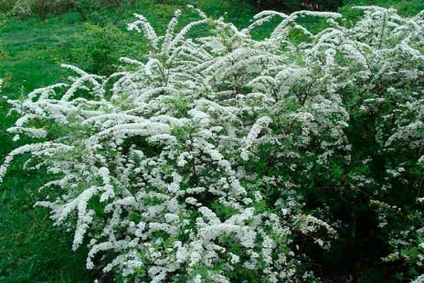 arbustos amb flors 