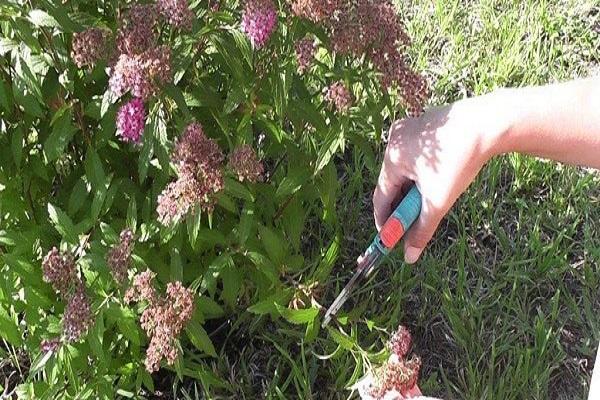 retallar spirea