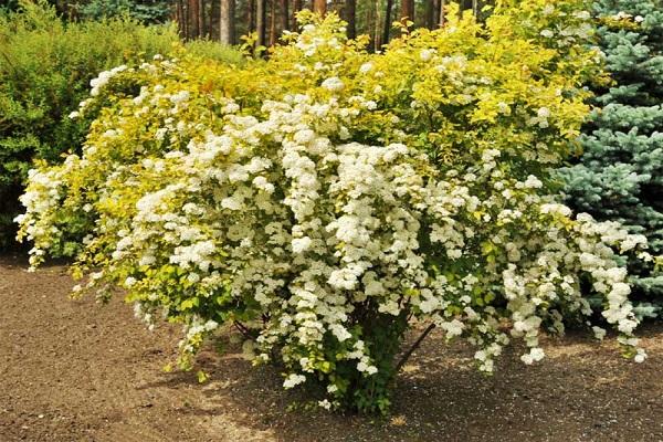 vlastnosti spirea