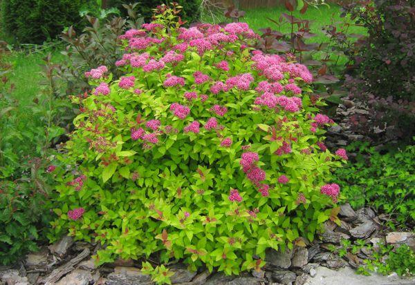 spirea buske