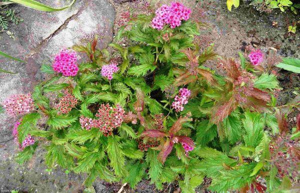 blühende Spirea