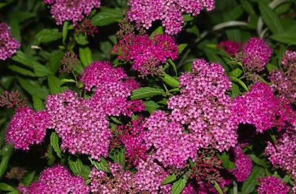 spirea blommor