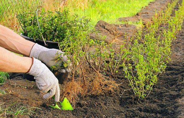 plantning af spirea