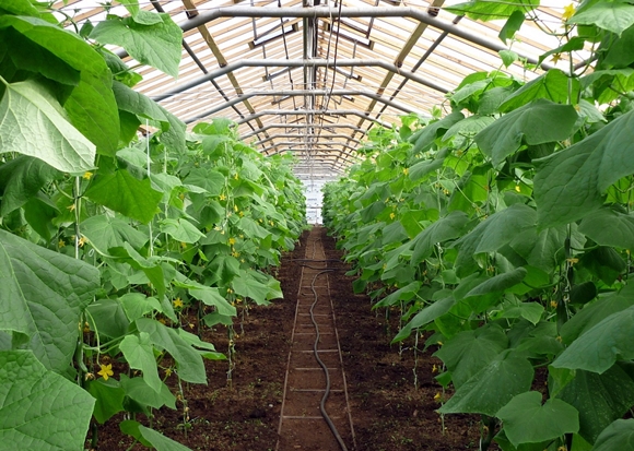 option for gartering cucumbers in a greenhouse