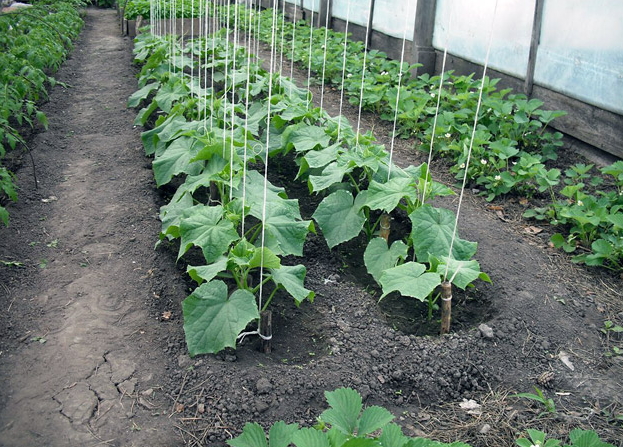 método de amarrar pepinos em uma estufa