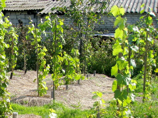 grape seeding