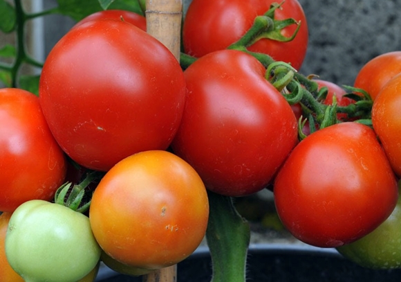 Moneymaker de tomates en pleine terre