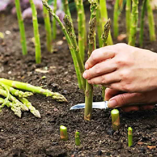 Spargel ernten