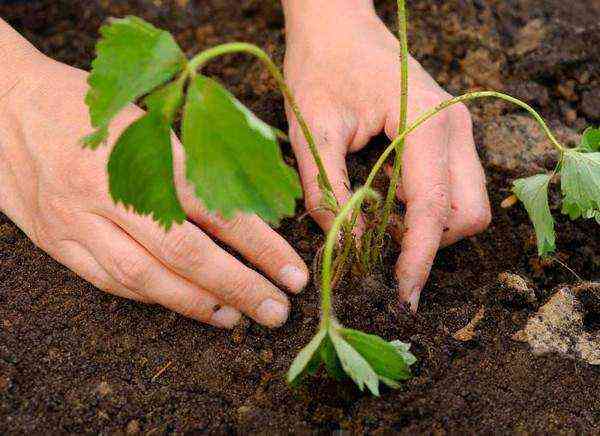 planter des fraises