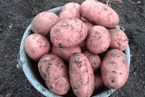 vegetable growing