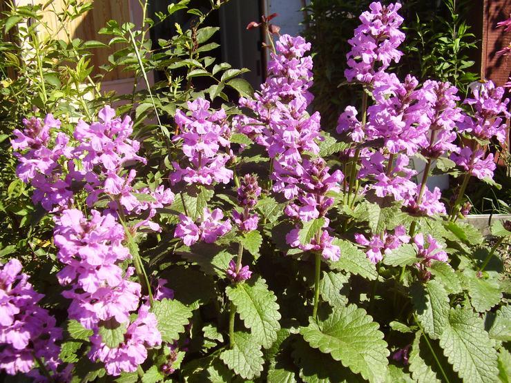 Reinigungsmittel im Blumenbeet 