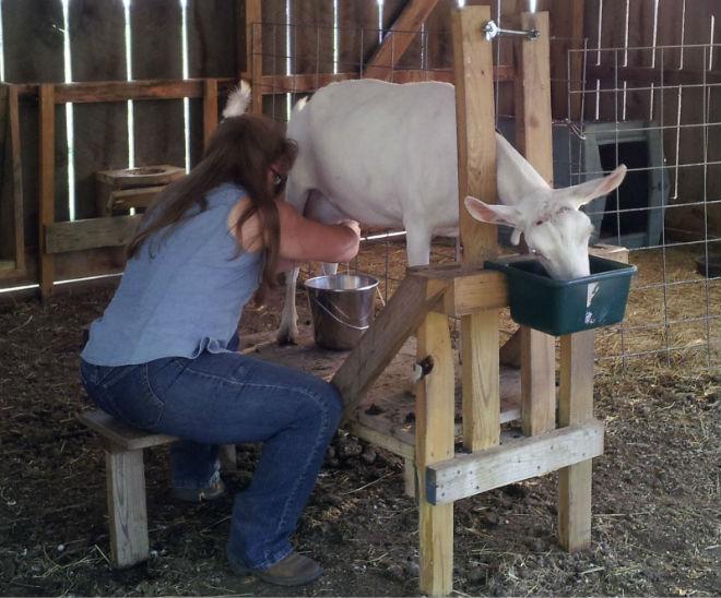 milking a goat on a machine