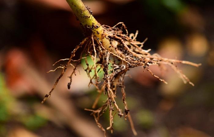 plant root 