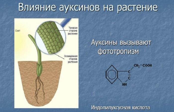 ķīmiskā formula 