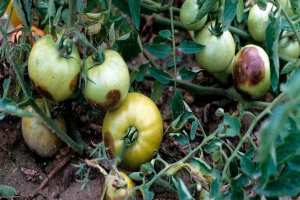 Phytoplasmose bei Tomaten