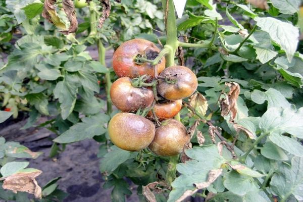 Stolbur in Tomaten