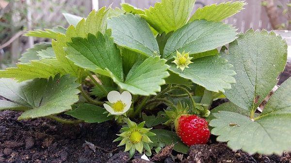 preserving strawberries