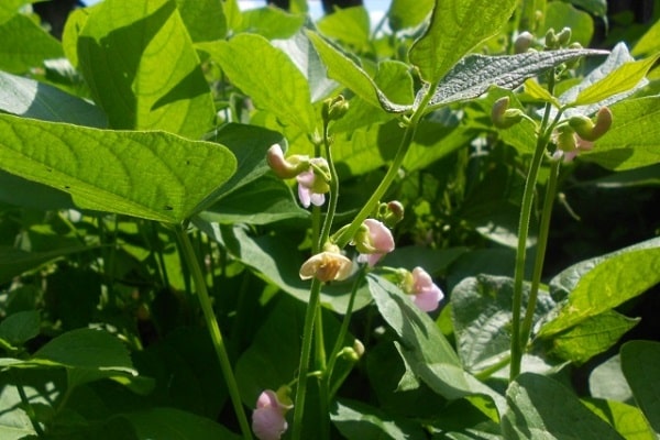 early ripening